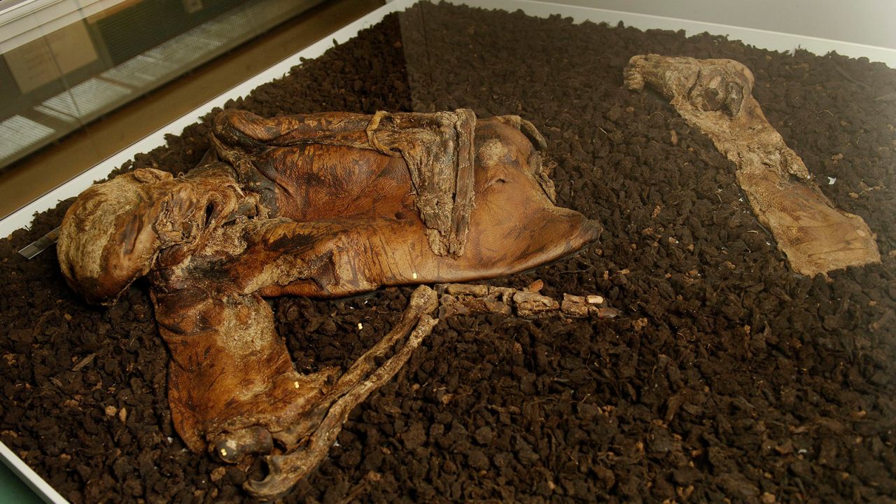 These are the petrified remains of the Lindow Man at the British Museum.