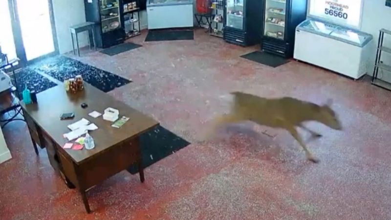 Surveillance video catches moment deer barrels into butcher shop | CNN