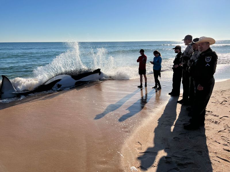 Killer Whale Dies After Grounding Itself On Florida Beach | CNN