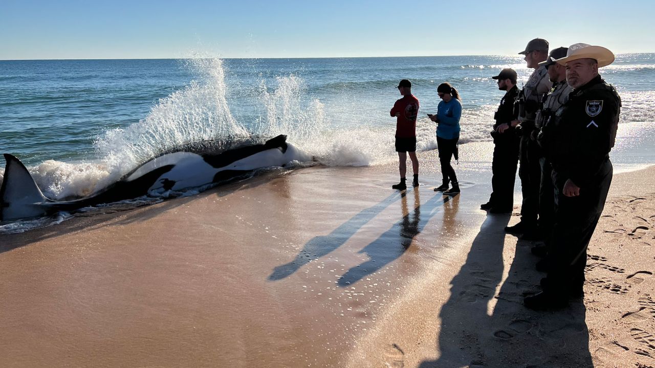 Wildlife officials are investigating the death of a female killer whale that grounded itself on Wednesday on a beach in Florida, which is believed to be the first orca stranding in the Southeastern US.  
