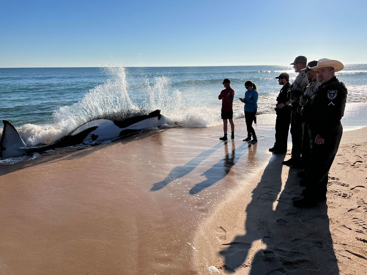 Wildlife officials investigate the <a href="https://www.cnn.com/2023/01/11/us/killer-whale-beaches-orca-florida/index.html" target="_blank">death of a female orca</a>, or killer whale, that grounded itself on a beach in Palm Coast, Florida, on Wednesday, January 11.