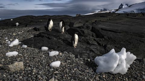 Pinguins-de-adélia na Ilha Horseshoe, na Antártida, em fevereiro de 2022. Um relatório do ano passado descobriu que 65% das plantas e animais da Antártica podem desaparecer, sendo os pinguins os que correm maior risco.