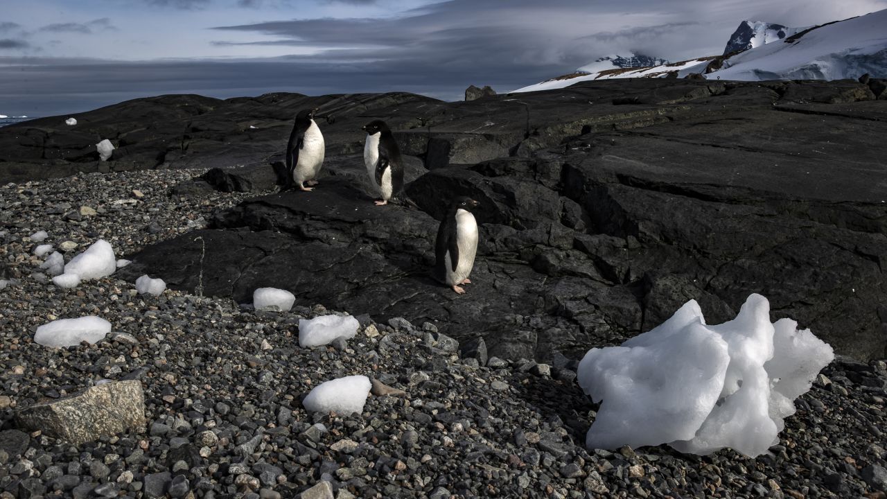 Adelie penguins on Horseshoe Island in Antarctica in February 2022. A report last year found 65% of Antarctica's plants and animals could disappear, with penguins being most at risk.