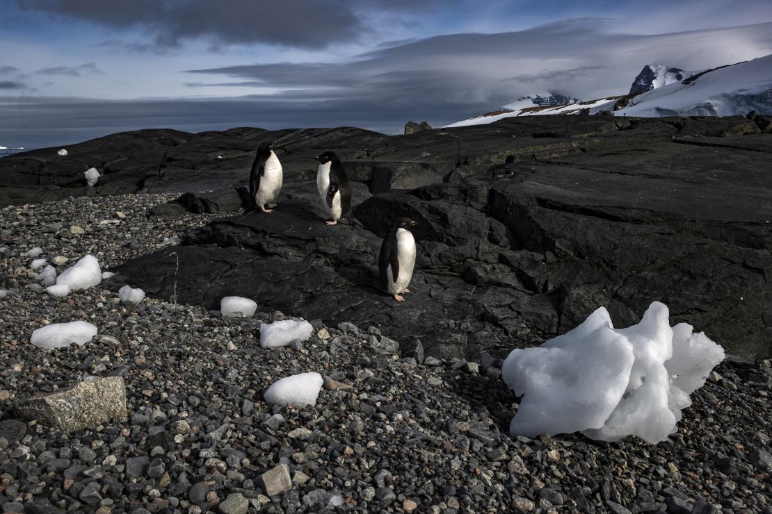 Adelie penguins on Horseshoe Island in Antarctica in February 2022. A report last year found 65% of Antarctica's plants and animals could disappear, with penguins being most at risk.