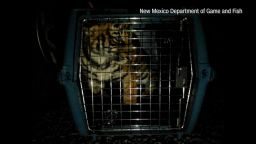 01 bengal tiger cub nm