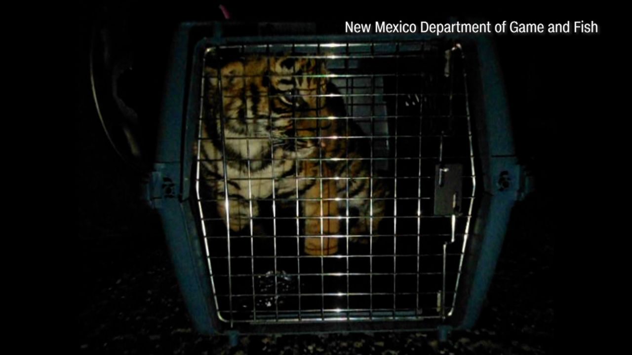 Police were following a trail of blood after reports of gunfire when they found the 20-pound tiger, according to a news release.