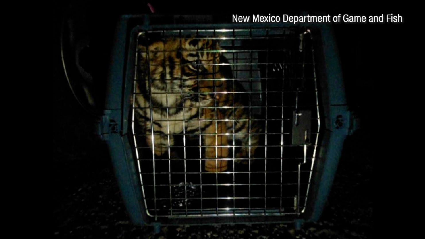 Tiger cub rescued in New Mexico finds new home in Colorado