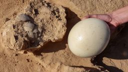 Lauren Davis, excavation manager of the southern district at the Israel Antiquities Authority (IAA), shows a fresh ostrich egg used for illustration next to older egg fragments dating over 4000 years old next to an ancient fire pit at a site in the dunes near Nitzana along the Israel-Egypt border in the western Negev desert on January 12, 2023. (Photo by GIL COHEN-MAGEN / AFP) (Photo by GIL COHEN-MAGEN/AFP via Getty Images)
