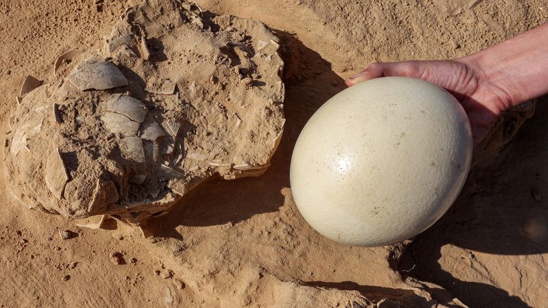 Bis zu 7.500 Jahre alte Straußeneier wurden in der Nähe einer alten Feuerstelle in Israel gefunden