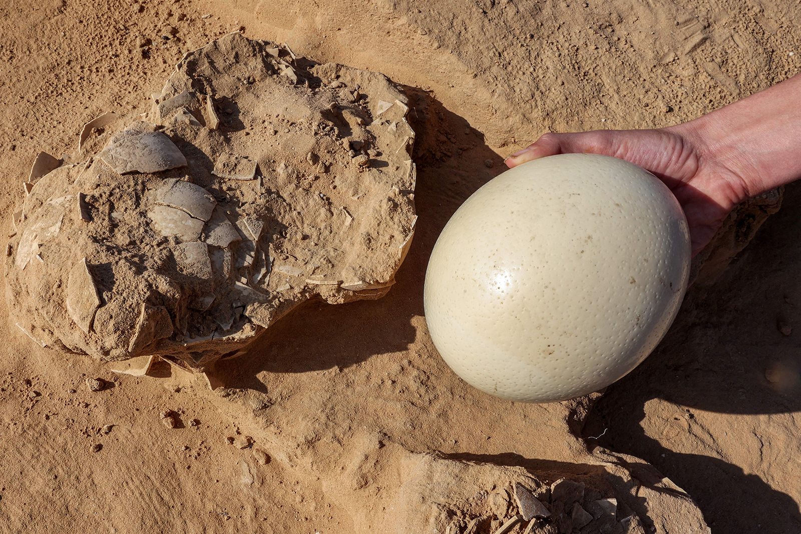 Where to Find Massive Ostrich Eggs in the Hudson Valley