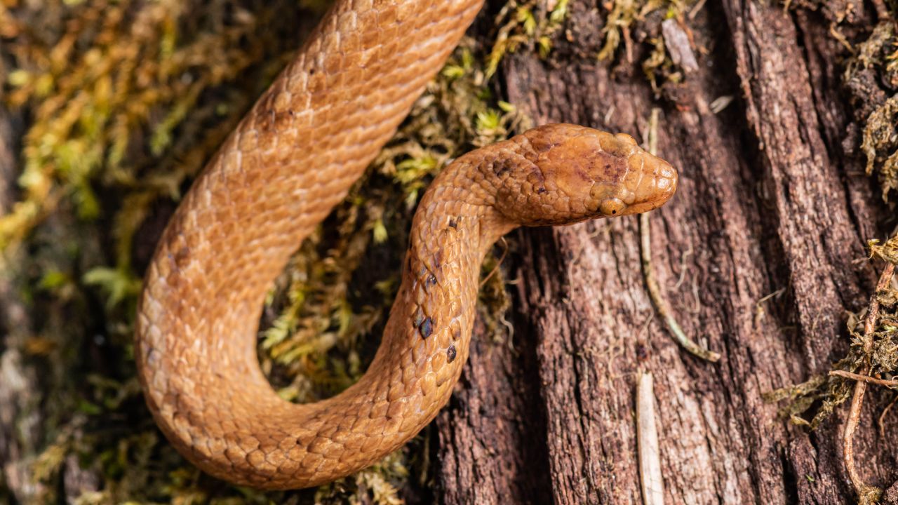 Named Tropidophis cacuangoae, this species of dwarf boa was spotted in the Ecuadorian Amazon.