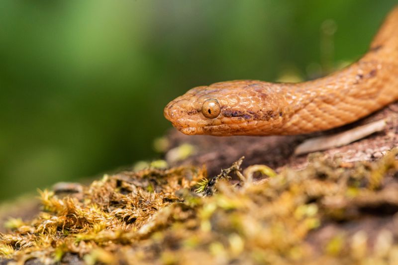 Foot long dwarf boa found in Ecuadorian Amazon CNN