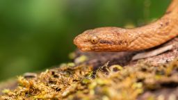 Tiny, foot-long dwarf boa identified in Ecuador is new to science 