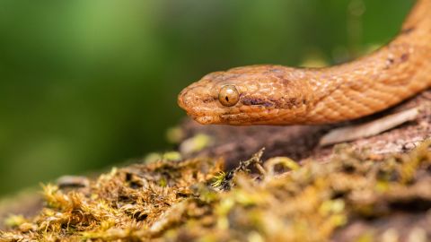 When threatened, this dwarf boa species curls up into a ball and bleeds from its eyes.