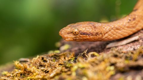 Lorsqu'elle est menacée, cette espèce de serpent pygmée se recroqueville en boule et saigne des yeux.