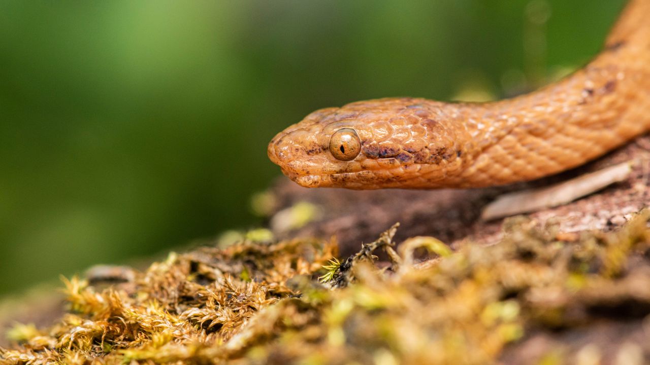 When threatened, this  species of dwarf boa curls into a ball and bleeds out of its eyes.