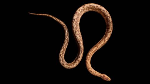 Like its pygmy boas, T. cacuangoae is distantly related to the larger boa constrictor.