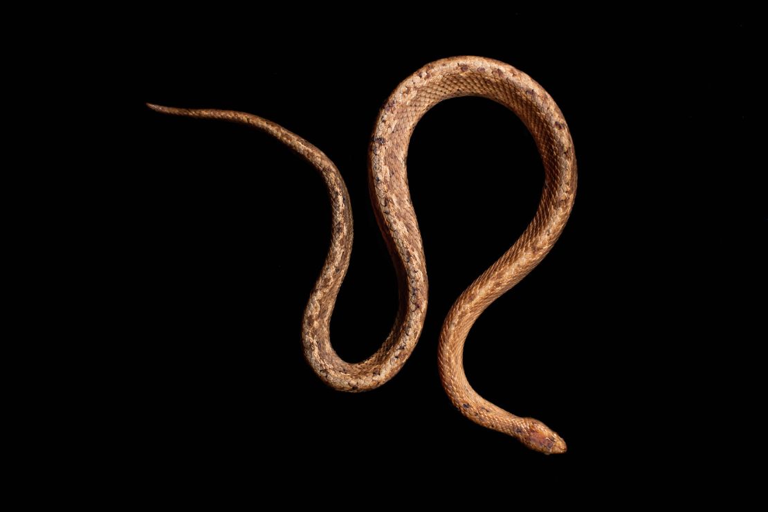 Like its fellow dwarf boas, T. cacuangoae is distantly related to the bigger boa constrictor.