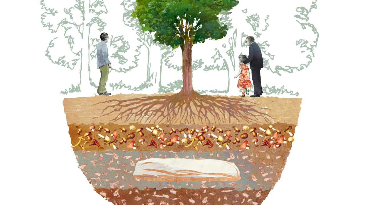 An illustration demonstrating the tree burial concept. The body is surrounded by wood chips, soil and a mix of fungi, designed to help compost the human remains and encourage the tree above to take up the body's nutrients.