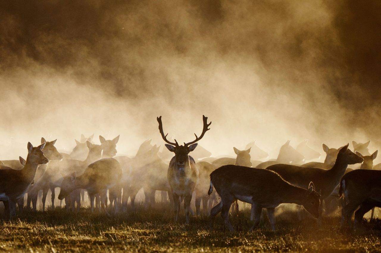 Morning mist surrounds deer at a zoo in Langå, Denmark, on Tuesday, January 10.
