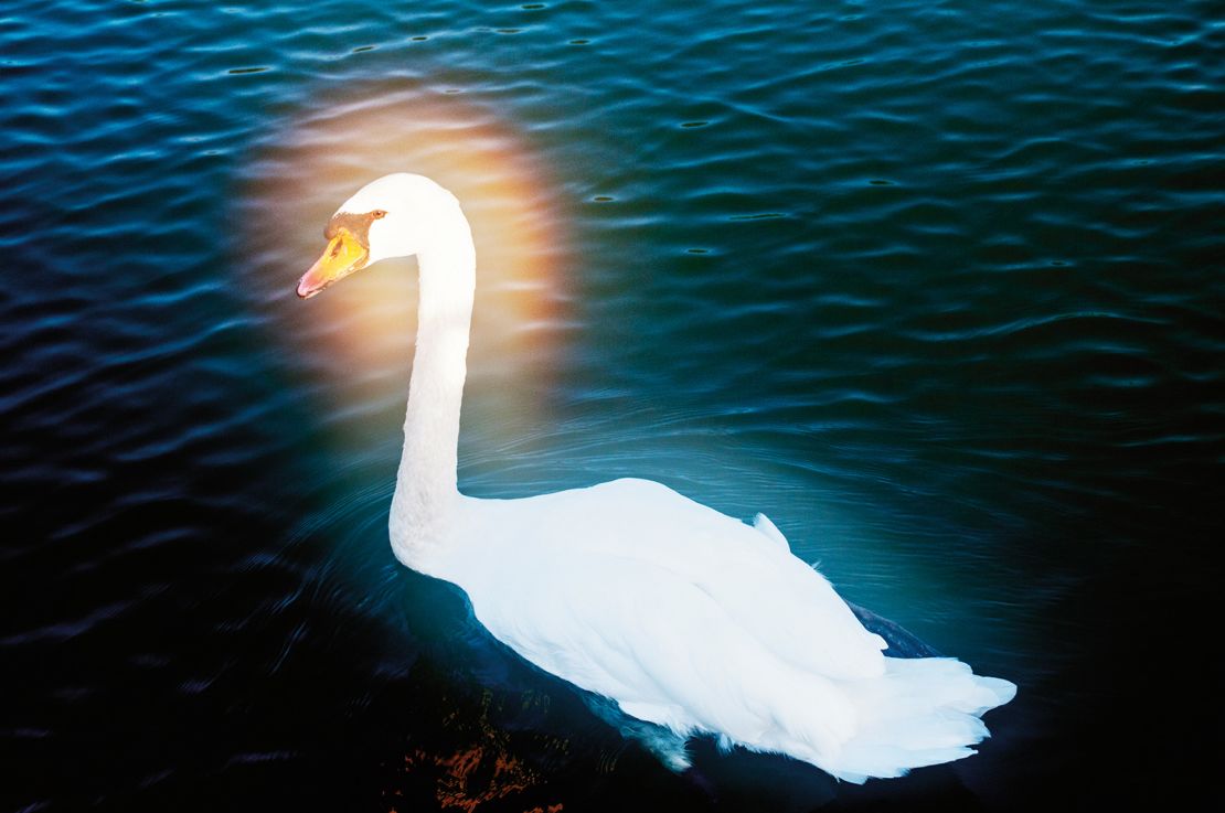 A swan on Lake Cassadaga. As Taggart continued her body of work, she became more experimental with her images, incorportating editing techniques also used by early spirit photographers.