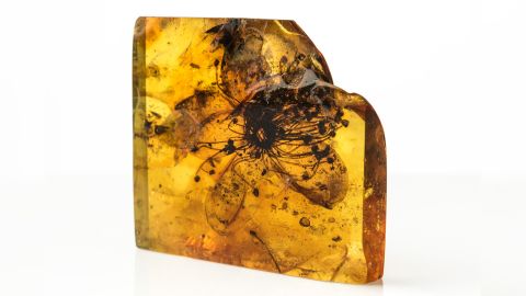 Tree resin trapped this flower nearly 40 million years ago.