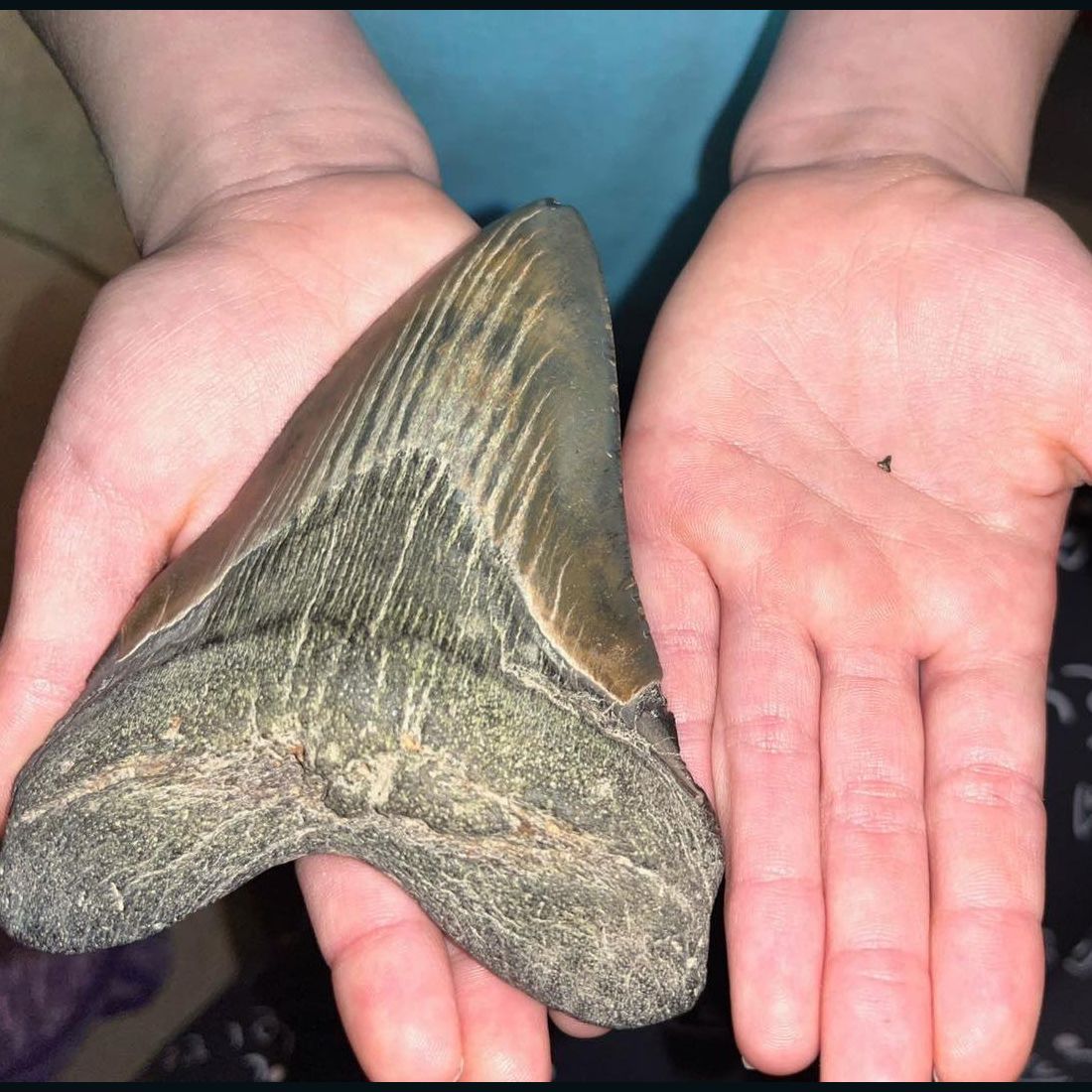 9-year-old Maryland girl discovers 'once-in-a-lifetime' megalodon tooth |  CNN