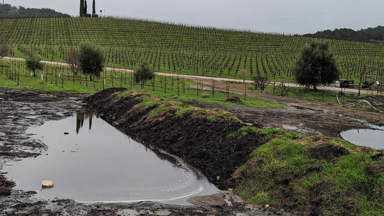 Water pooled near compost pile amongst vines at Tablas Creek Vineyard in Paso Robles, CA, on January 11.