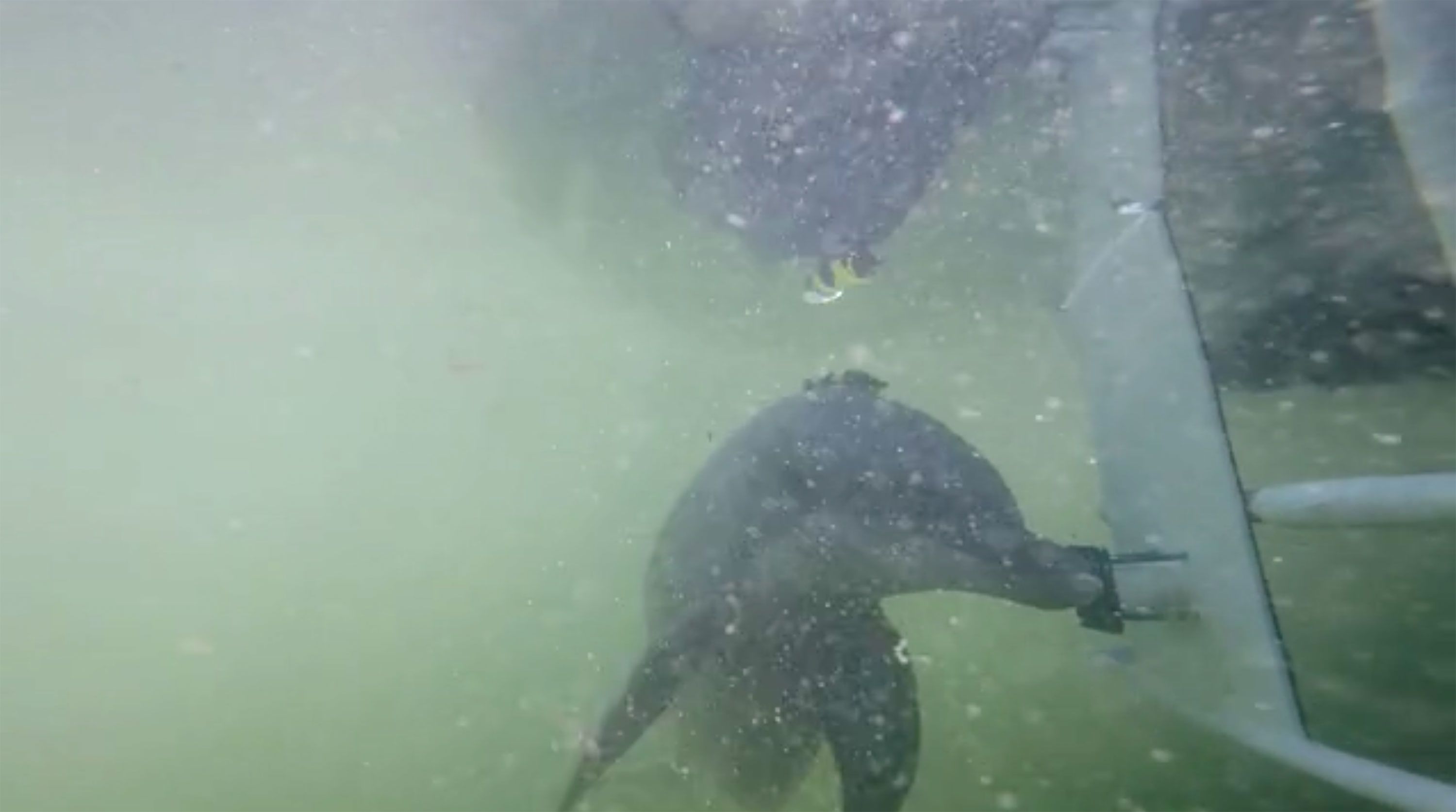 Delight as dolphins spotted in New York's Bronx River, New York