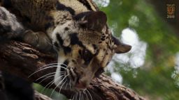 The Dallas Zoo was closed Friday as staff and police searched for Nova, a female clouded leopard.