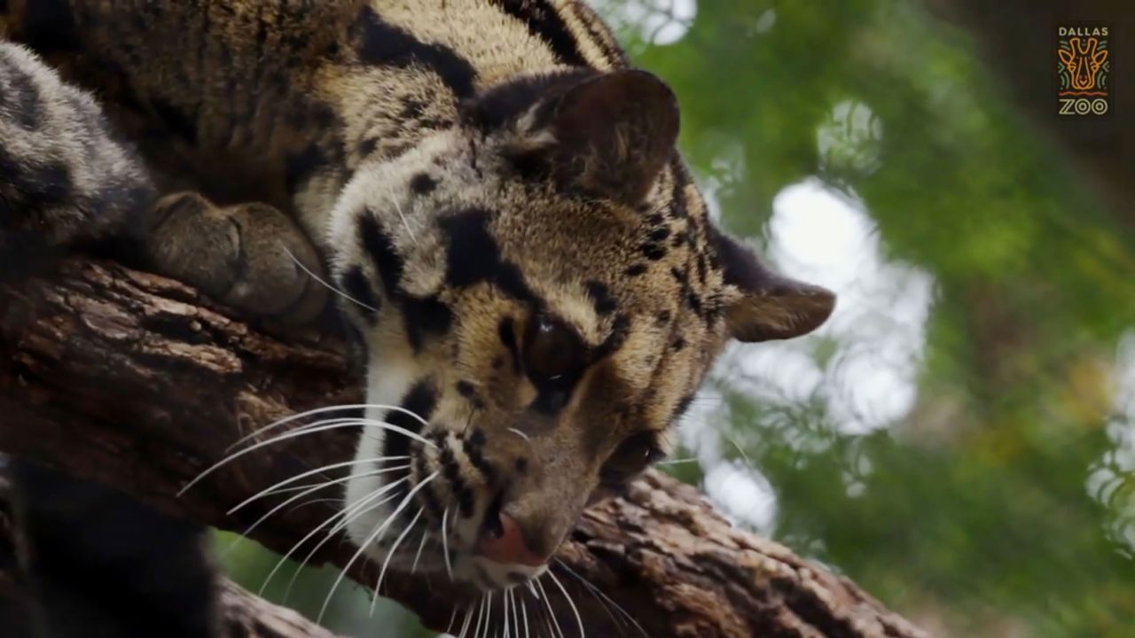 The Dallas Zoo closed Friday as staff and police searched for Nova, a female clouded leopard.