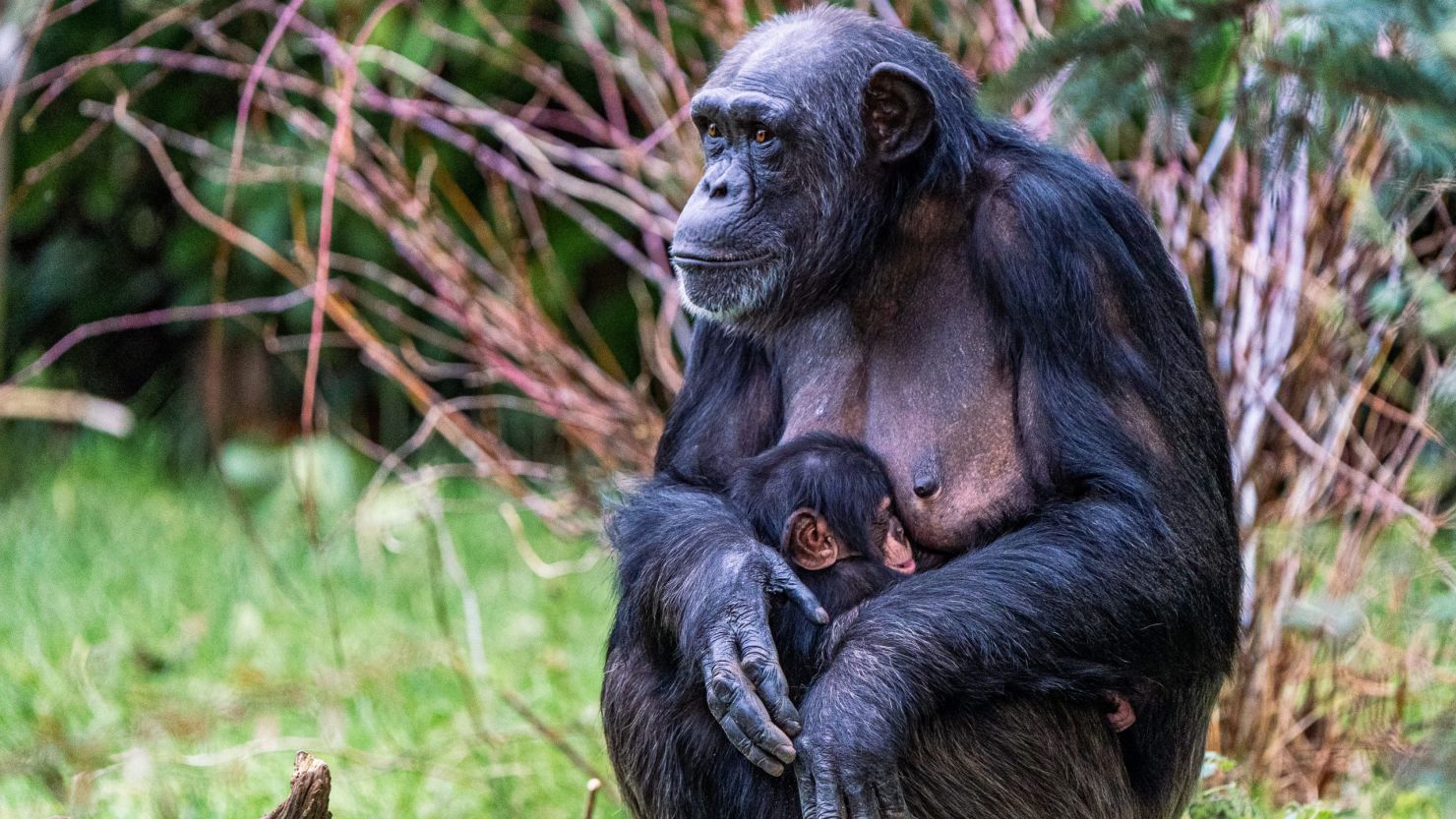 In a small but much-needed boost for the species, a critically endangered Western chimpanzee was born at the Chester Zoo.