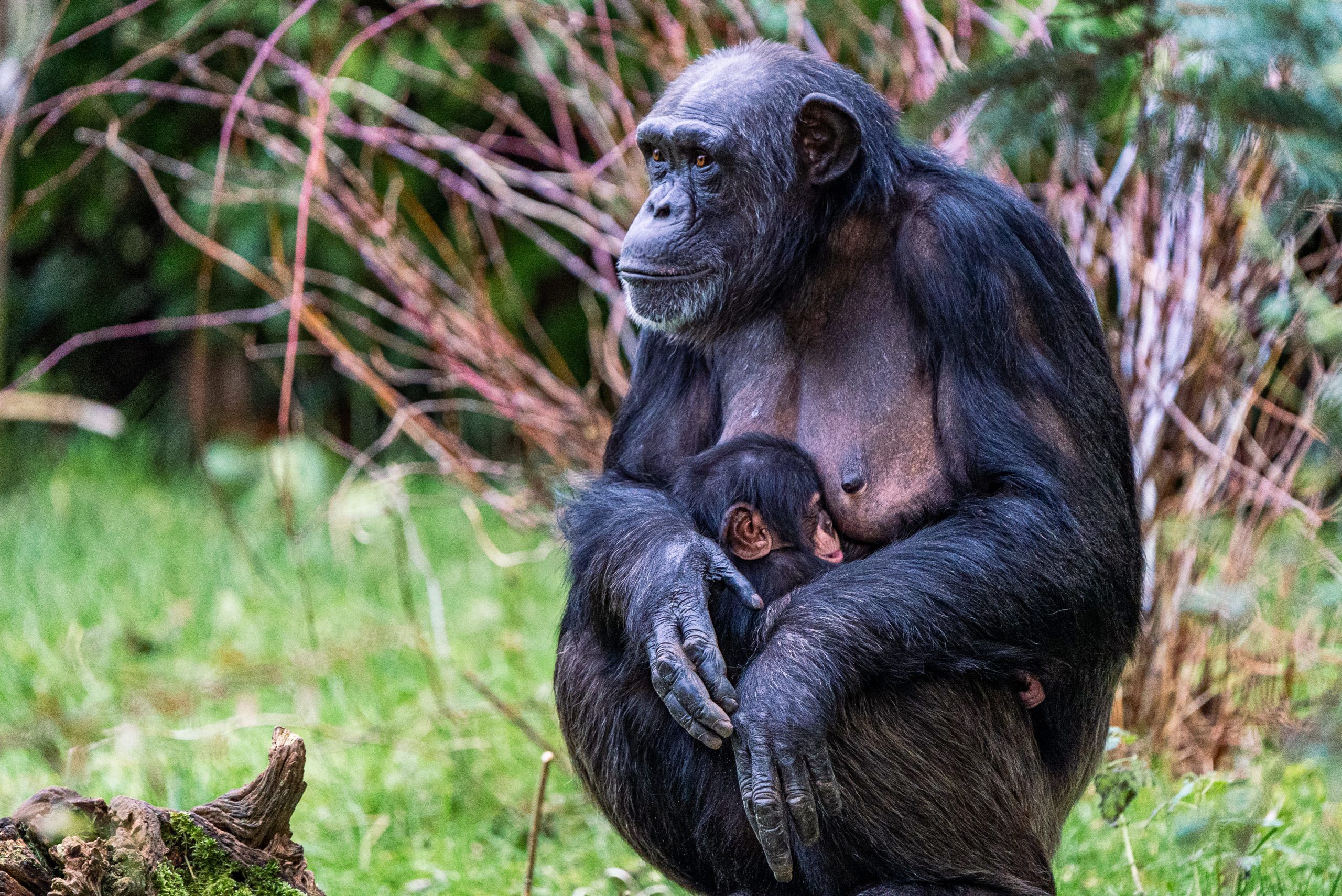 Monkey that 'looks like an old man' born at Chester Zoo