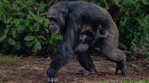 Chester Zoo announces birth of critically endangered Western chimpanzee