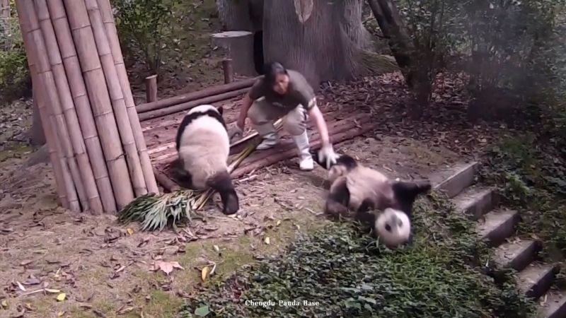Video: Clumsy pandas capture hearts on livestream | CNN