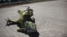 Iguanas typically begin to lose mobility when temperatures reach 50 degrees. Below that, the cold can immobilize them.