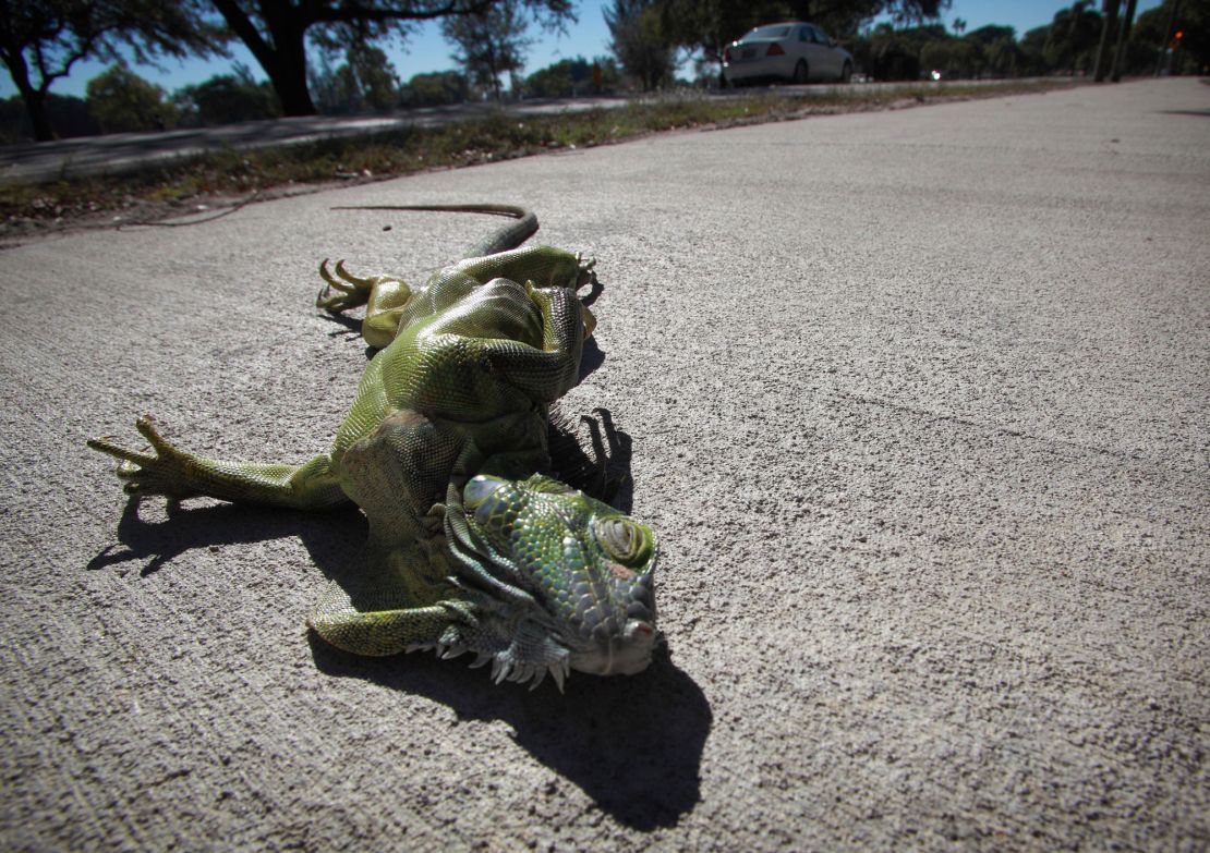 Cold weather can temporarily paralyze iguanas, who sleep in trees.