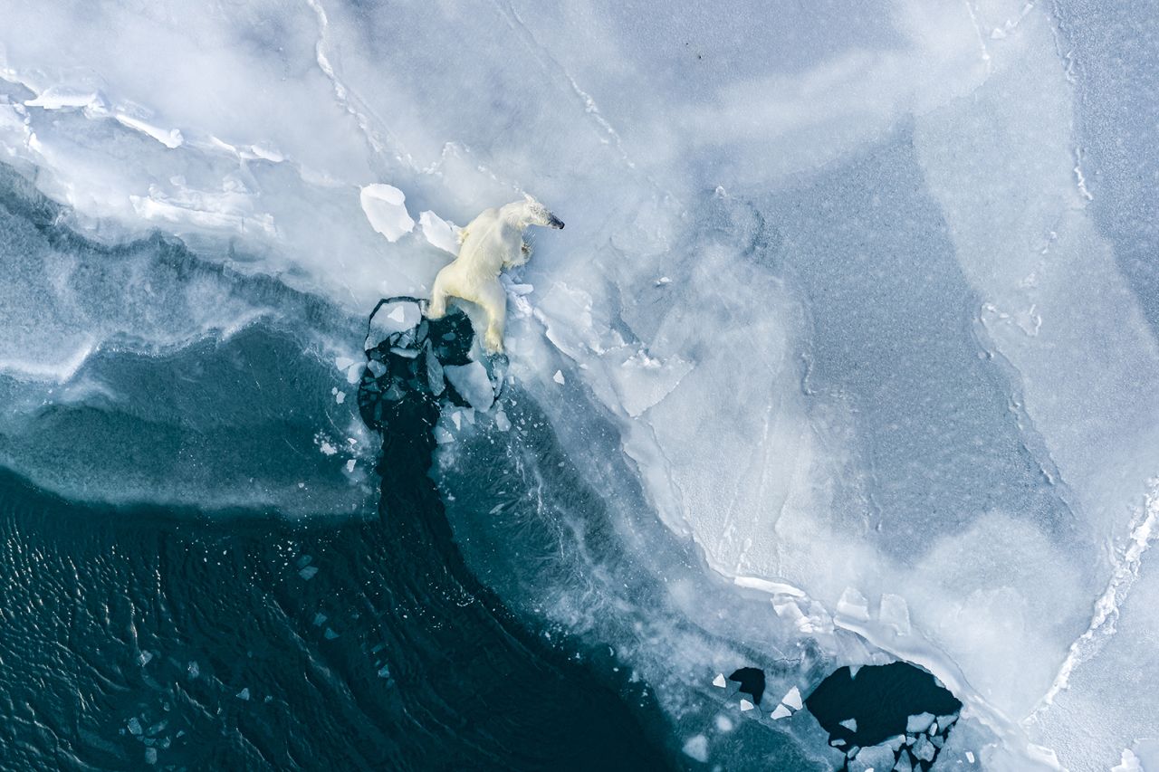 Ledoux uses a drone to capture a new perspective. Here, a young polar bear pulls itself onto the ice.