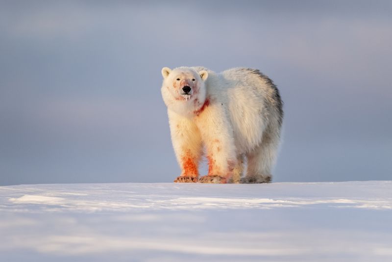 Florian Ledoux: The icy patience of an Arctic photographer | CNN