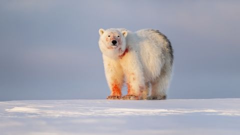 A polar bear is photographed after feeding in Svalbard.