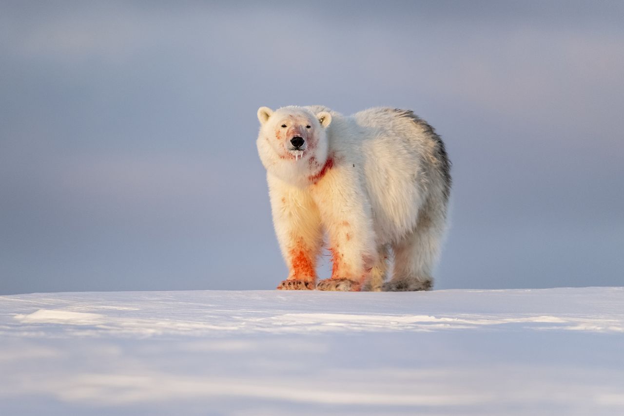 A polar bear is photographed after feeding in Svalbard.