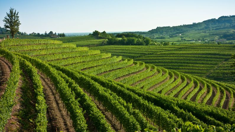 The region is known for premium wines, particularly fragrant elegant whites. Its two top vineyard areas are the Collio and the Colli Orientali del Friuli.