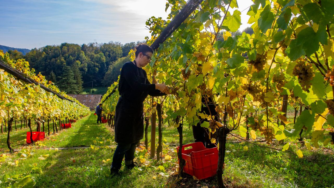 Friuli is known for its premium wines.