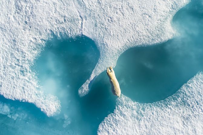 French photographer Florian Ledoux is famous for aerial photography, especially his images of icy scenes in the Arctic. This photo, which won a number of awards including the grand prize in <a href="index.php?page=&url=https%3A%2F%2Fwww.skypixel.com%2Fevents%2Fphotocontest2017%2Fwinners" target="_blank" target="_blank">SkyPixel's 2017 photography contest</a>, was taken in the summer months and shows a male polar bear crossing the melting sea ice in Nunavut, Canada.