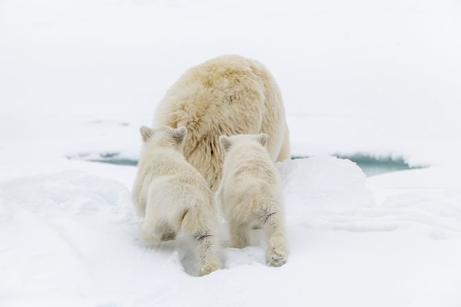 He has filmed iconic scenes for the BBC's nature documentary series "Frozen Planet" and the Disney film "Polar Bear." For the latter, which tells the story of polar bear parenthood in an increasingly challenging environment, he spent weeks following a mother bear and her two cubs.