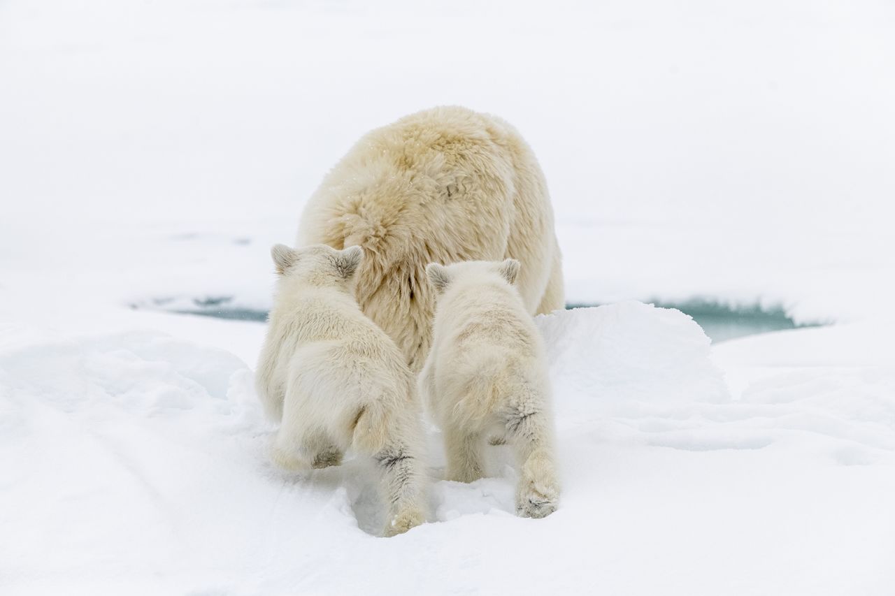 He has filmed iconic scenes for the BBC's nature documentary series "Frozen Planet" and the Disney film "Polar Bear." For the latter, which tells the story of polar bear parenthood in an increasingly challenging environment, he spent weeks following a mother bear and her two cubs.