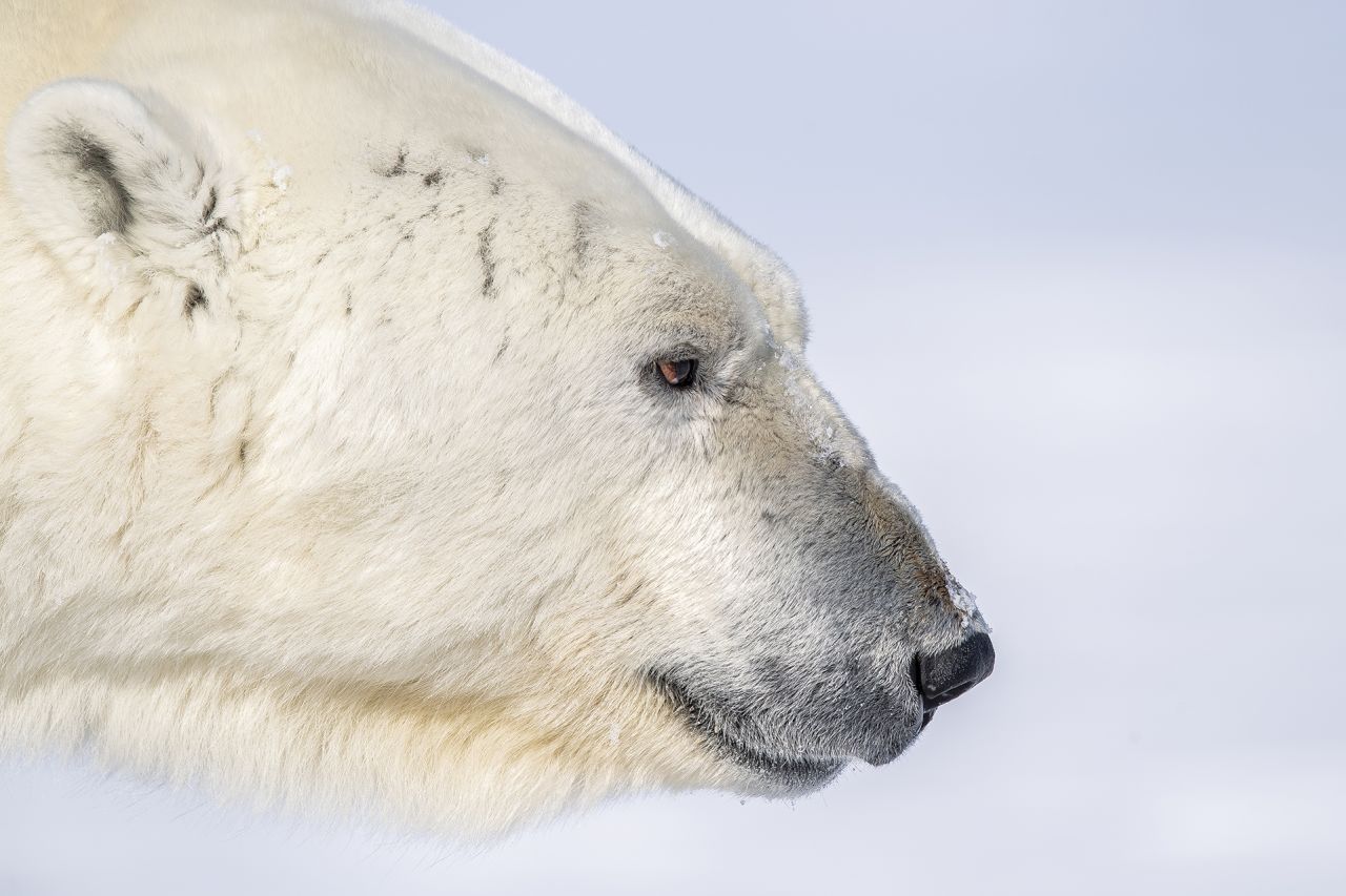 Being in the presence of a polar bear is awesome, says Ledoux: "They are so majestic and beautiful to witness." Before photographing a bear, the crew must work to gain its trust, he adds, following at a distance and then gradually coming closer. This can take hours or days. 
