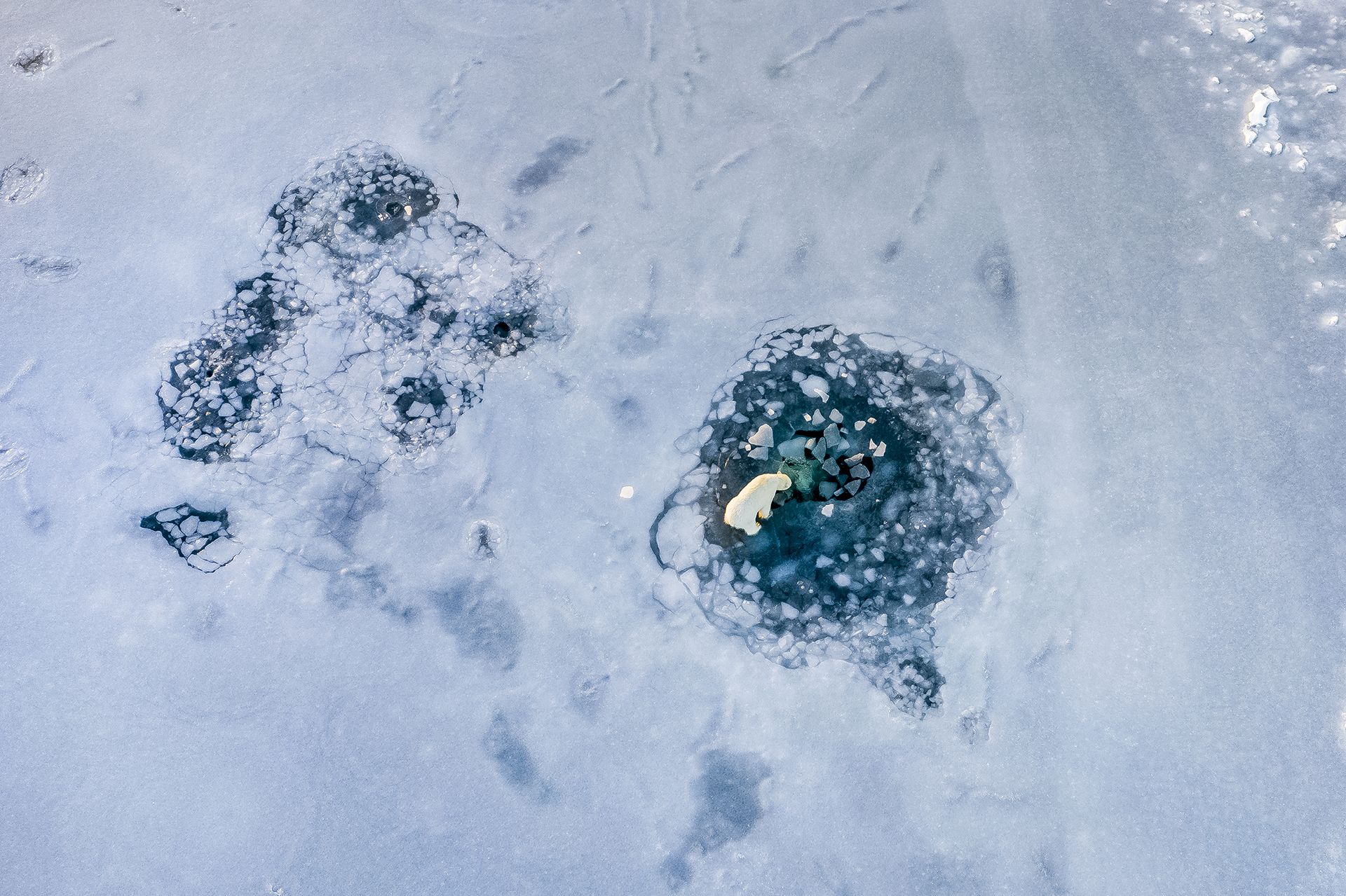 Snow is glowing in the Russian Arctic. The culprit? Tiny sea creatures.