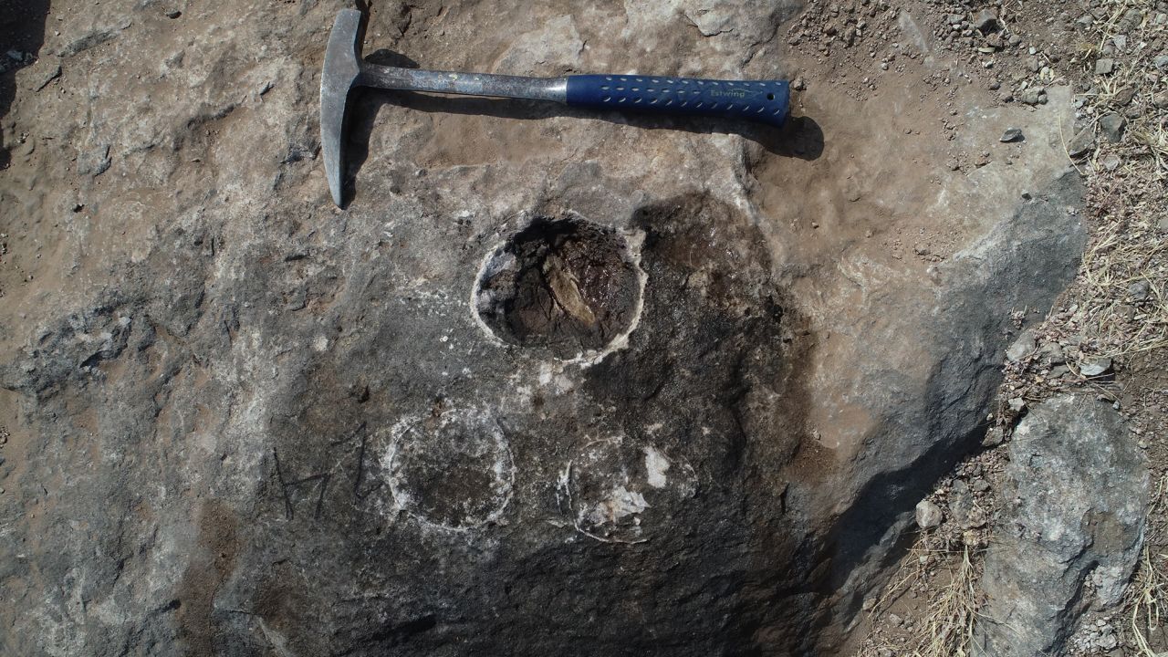 The discovery of 250-plus fossilized eggs in India suggests giant dinosaurs weren't attentive parents.