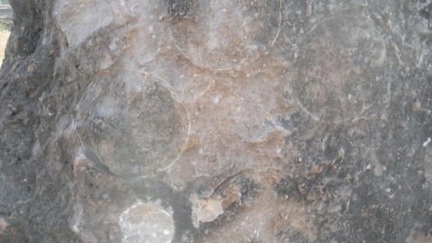 The nests were close together, suggesting that the dinosaurs laid eggs in groups, similar to many present-day birds that form colonies.